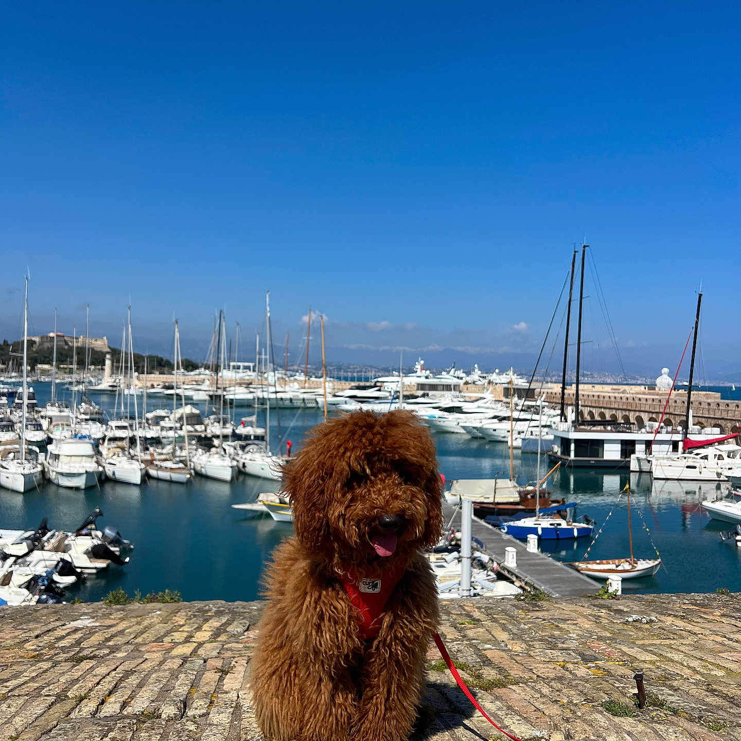 Cookie participe au concours pour gagner de l'argent avec cette photo : animal, boat, canine, dog, harbor, marina, person, pet, pier, poodle, port, puppy, sailboat, terrier, transportation, vehicle, water, watercraft, waterfront, yacht