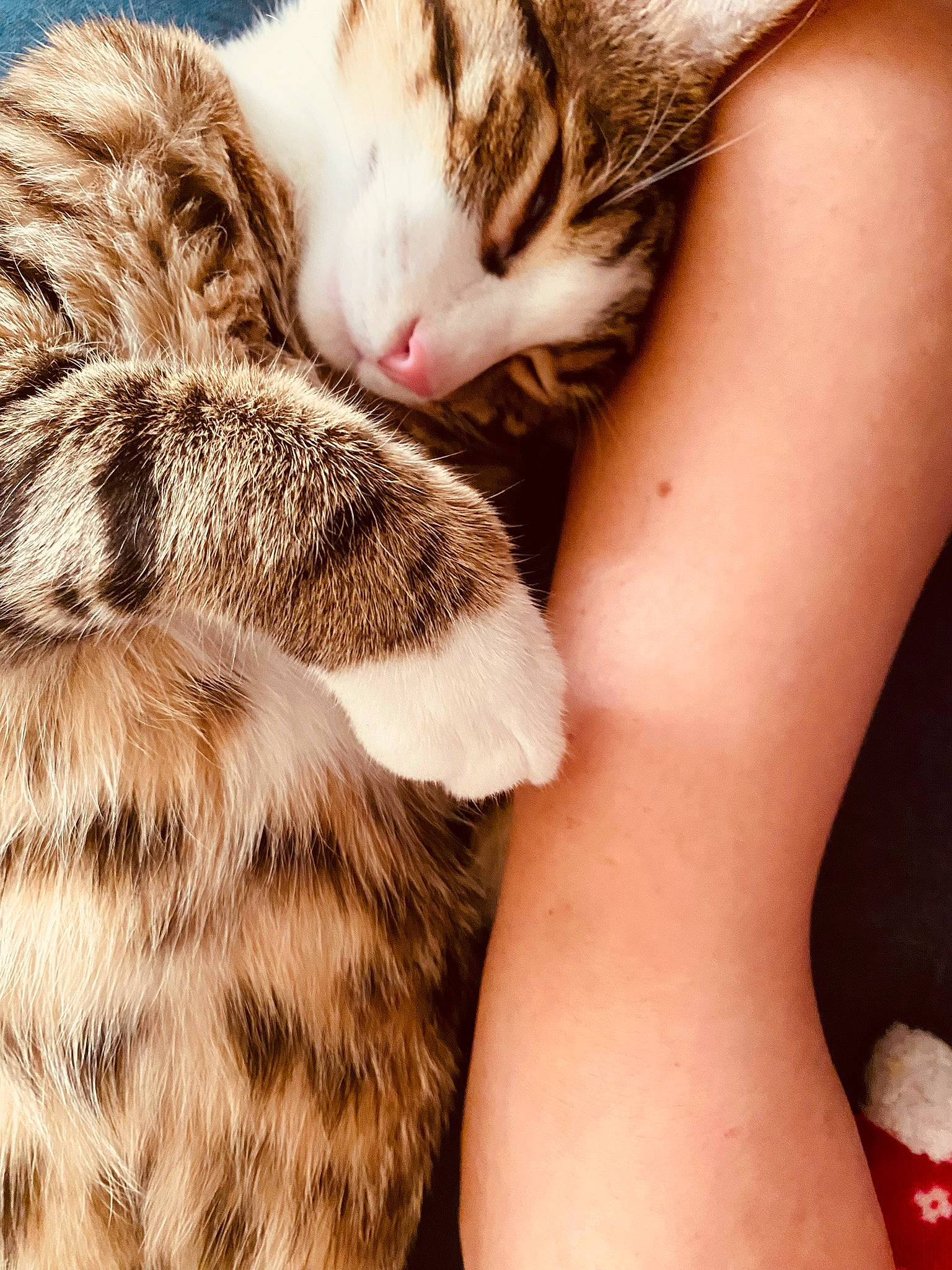 Chaussette participe au concours pour gagner de l'argent avec cette photo : carnivore, cat, close_up, comfort, domestic_short_haired_cat, ear, fawn, felidae, fur, fur_clothing, gesture, human_leg, nail, paw, small_to_medium_sized_cats, snout, tail, terrestrial_animal, whiskers, white