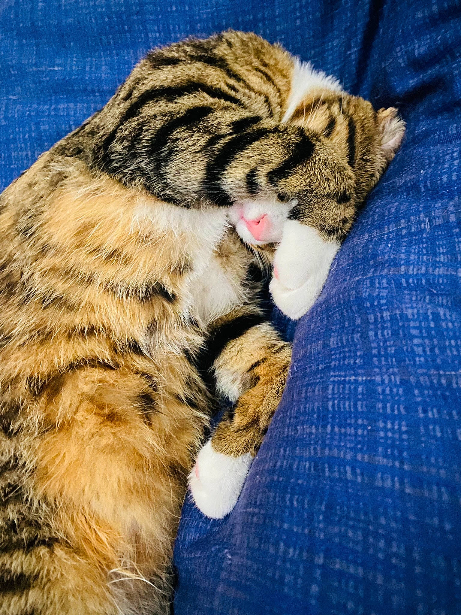 Chaussette a rejoint le concours — aidez-le/la à gagner de superbes lots ! big_cats, carnivore, cat, claw, comfort, domestic_short_haired_cat, fawn, felidae, foot, fur, nap, paw, plaid, sleep, small_to_medium_sized_cats, snout, tail, terrestrial_animal, whiskers, wildlife