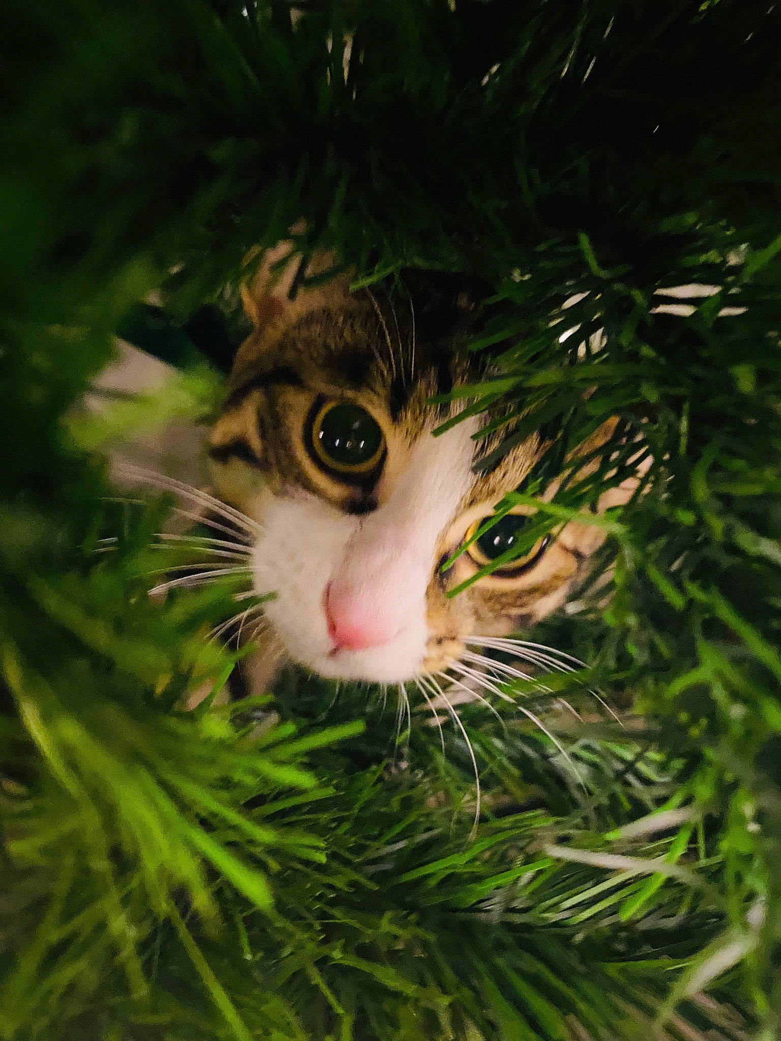 Chaussette a rejoint le concours — aidez-le/la à gagner de superbes lots ! carnivore, cat, christmas_ornament, conifer, domestic_short_haired_cat, evergreen, felidae, fur, grass, herb, holiday, larch, ornament, plant, small_to_medium_sized_cats, snout, terrestrial_plant, tree, whiskers, wildlife