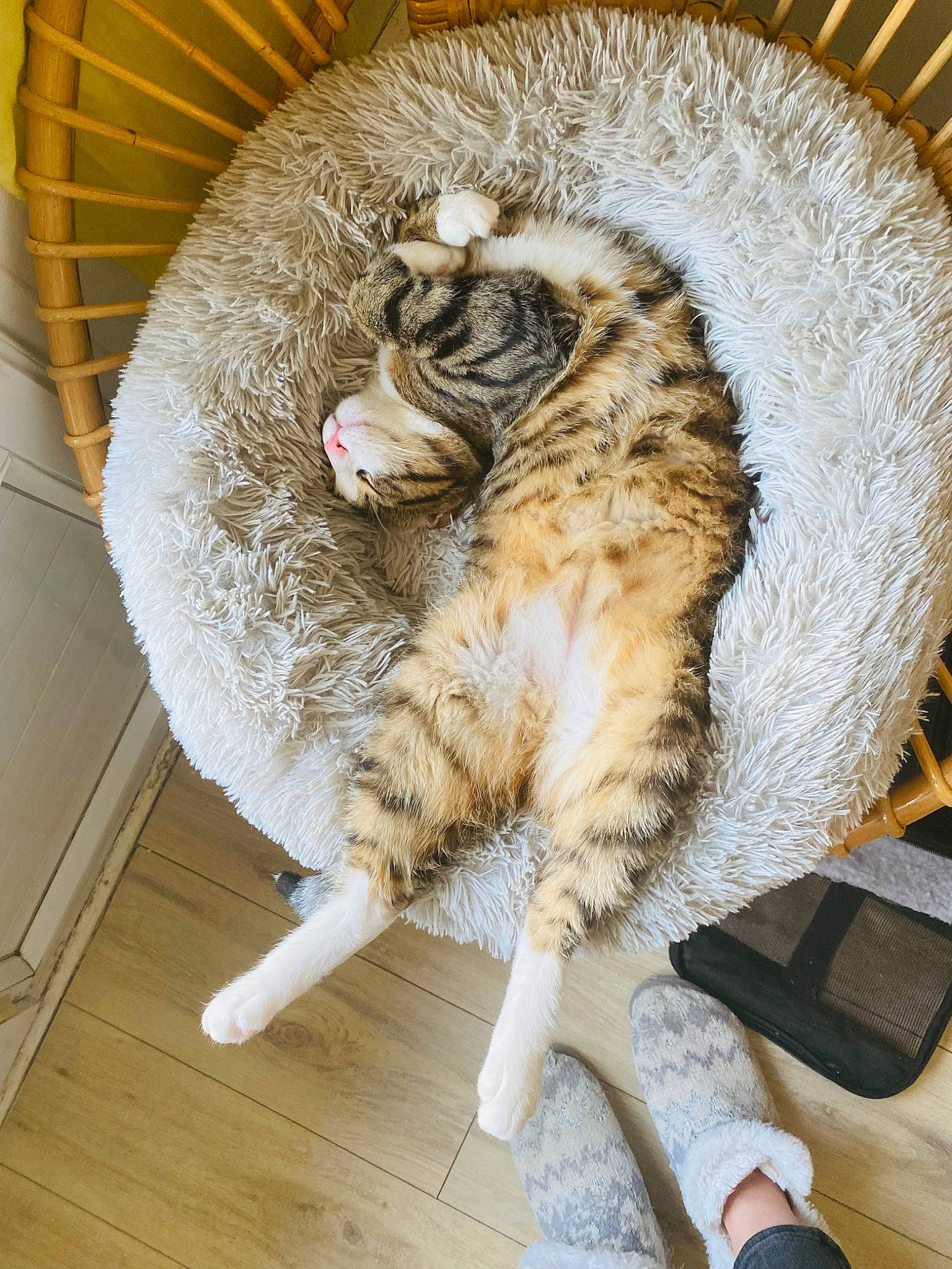 Chaussette a rejoint le concours — aidez-le/la à gagner de superbes lots ! carnivore, cat, cat_bed, cat_supply, claw, comfort, domestic_short_haired_cat, fawn, felidae, flooring, fur, hardwood, nap, paw, small_to_medium_sized_cats, snout, tail, terrestrial_animal, whiskers, wood
