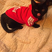 Coco joined the competition — help win amazing prizes! cat, kitten, black_cat, pet_clothing, hoodie, red_hoodie, blanket, cozy, indoor, animal, cute, tongue_out, lying_down, feline, domestic_cat, bed, soft_texture, young_cat, playful, resting