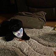 Bernie is registered to the contest to win money with this photo: dog, black_dog, bandana, carpet, patterned_rug, indoor, blanket, furniture, floor, pet, animal, laying_down, cozy, dark, blurry, home, cute, paw_print, resting, domestic_animal