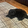 Bernie joined the competition — help win amazing prizes! dog, black_dog, fluffy, carpet, indoor, living_room, wood_floor, couch, pet, animal, cute, furry, relaxed, floor, home, fur, companion, domestic_animal, laying_down, cozy