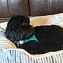 dog, black_dog, pet, dog_bed, striped, fleece, harness, indoor, couch, leather, relaxed, cozy, furniture, side_view, companion, animal, domestic, resting, canine, comfort