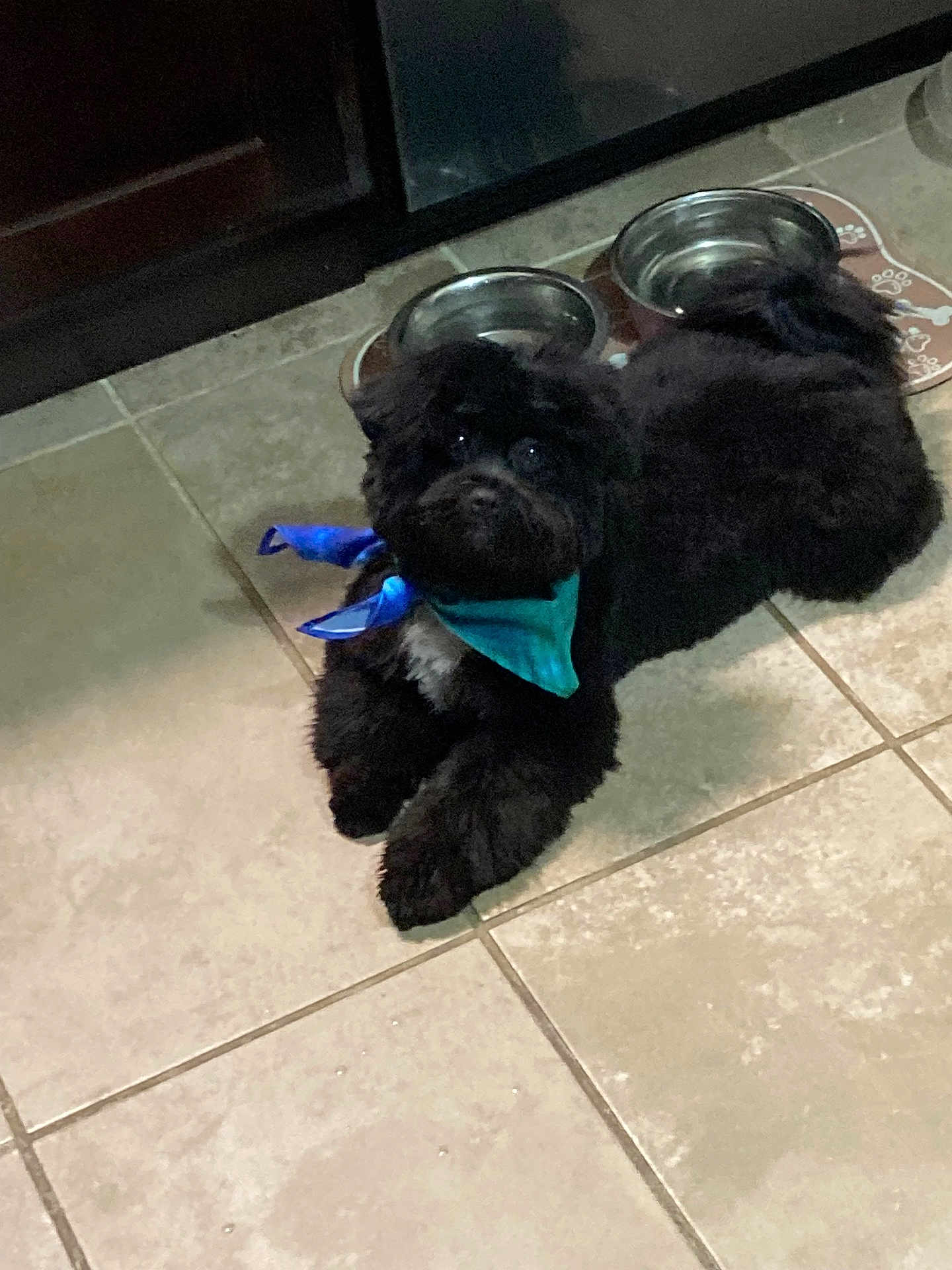 Bernie joined the competition — help win amazing prizes! dog, black_dog, bandana, blue_bandana, pet, indoor, kitchen, floor, tile_floor, food_bowls, metal_bowls, animal, cute, lying_down, looking_up, domestic_animal, companion, waiting, curious, fluffy