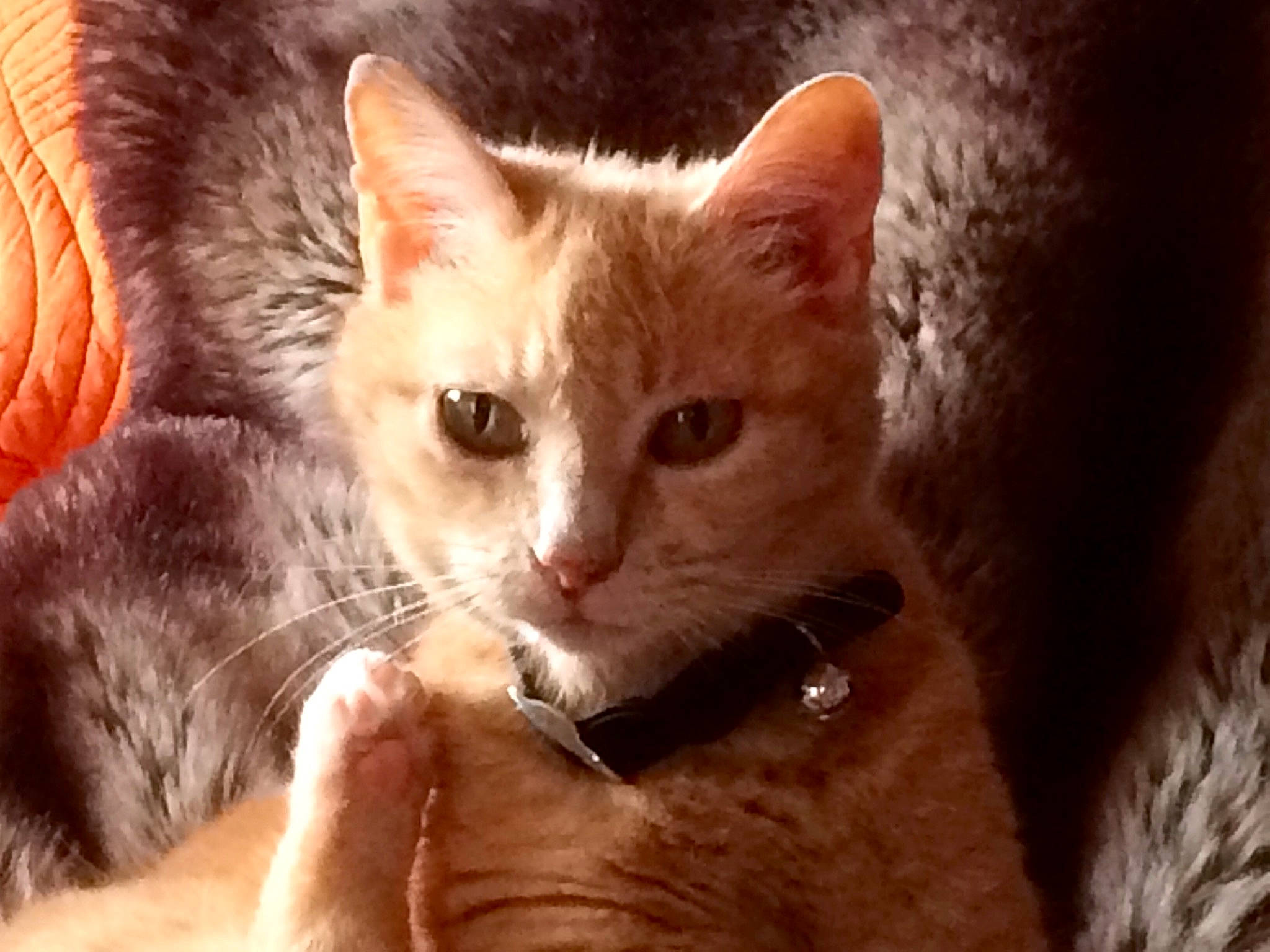 Caramelle a rejoint le concours — aidez-le/la à gagner de superbes lots ! carnivore, cat, claw, domestic_short_haired_cat, ear, eye, fawn, felidae, fur, gesture, paw, plant, small_to_medium_sized_cats, snout, tail, terrestrial_animal, tree, whiskers, window