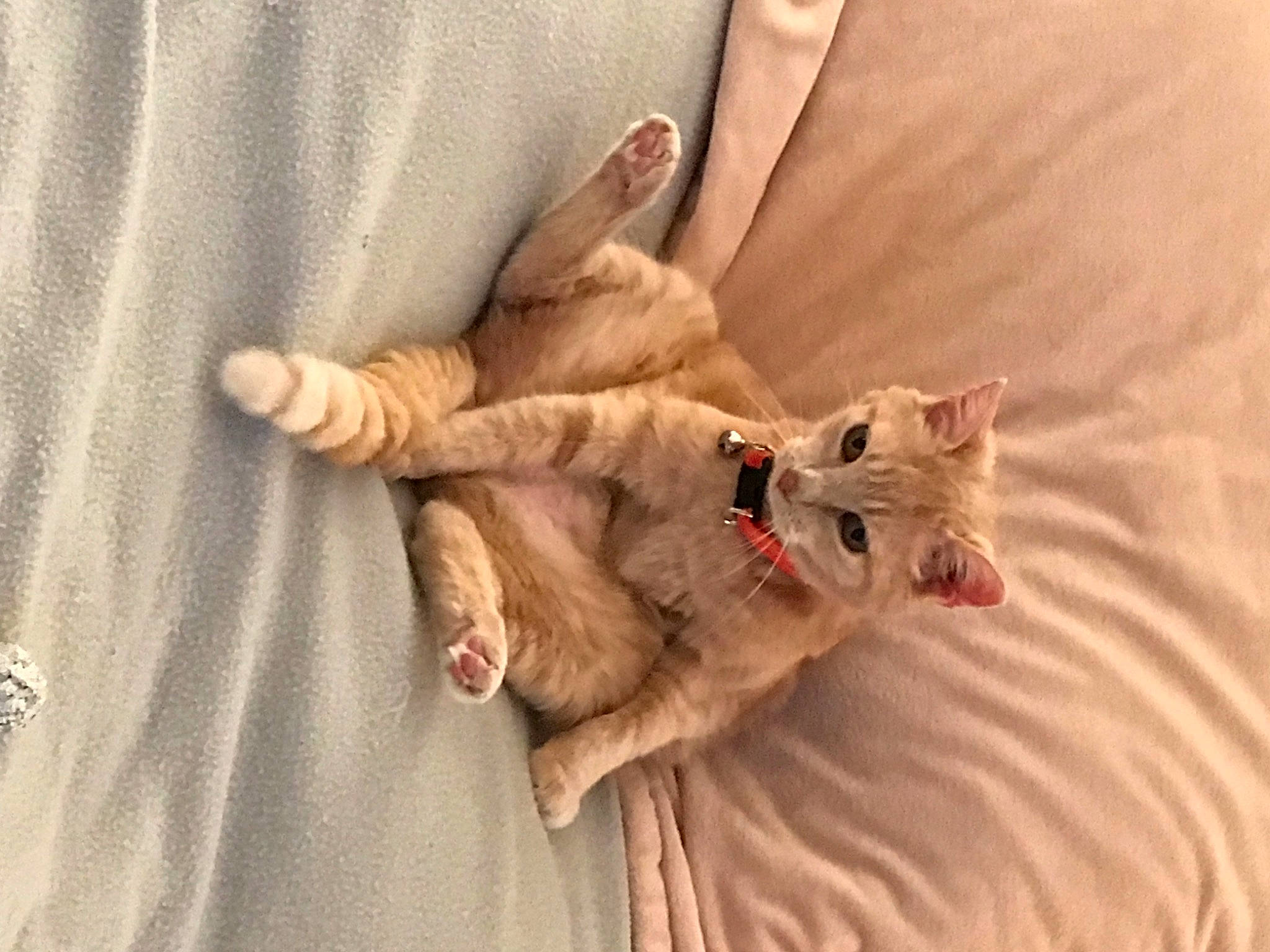 Caramelle a rejoint le concours — aidez-le/la à gagner de superbes lots ! bed, canidae, carnivore, cat, claw, comfort, companion_dog, domestic_short_haired_cat, duvet, fawn, felidae, fur, gesture, linens, nail, nap, paw, small_to_medium_sized_cats, tail, whiskers