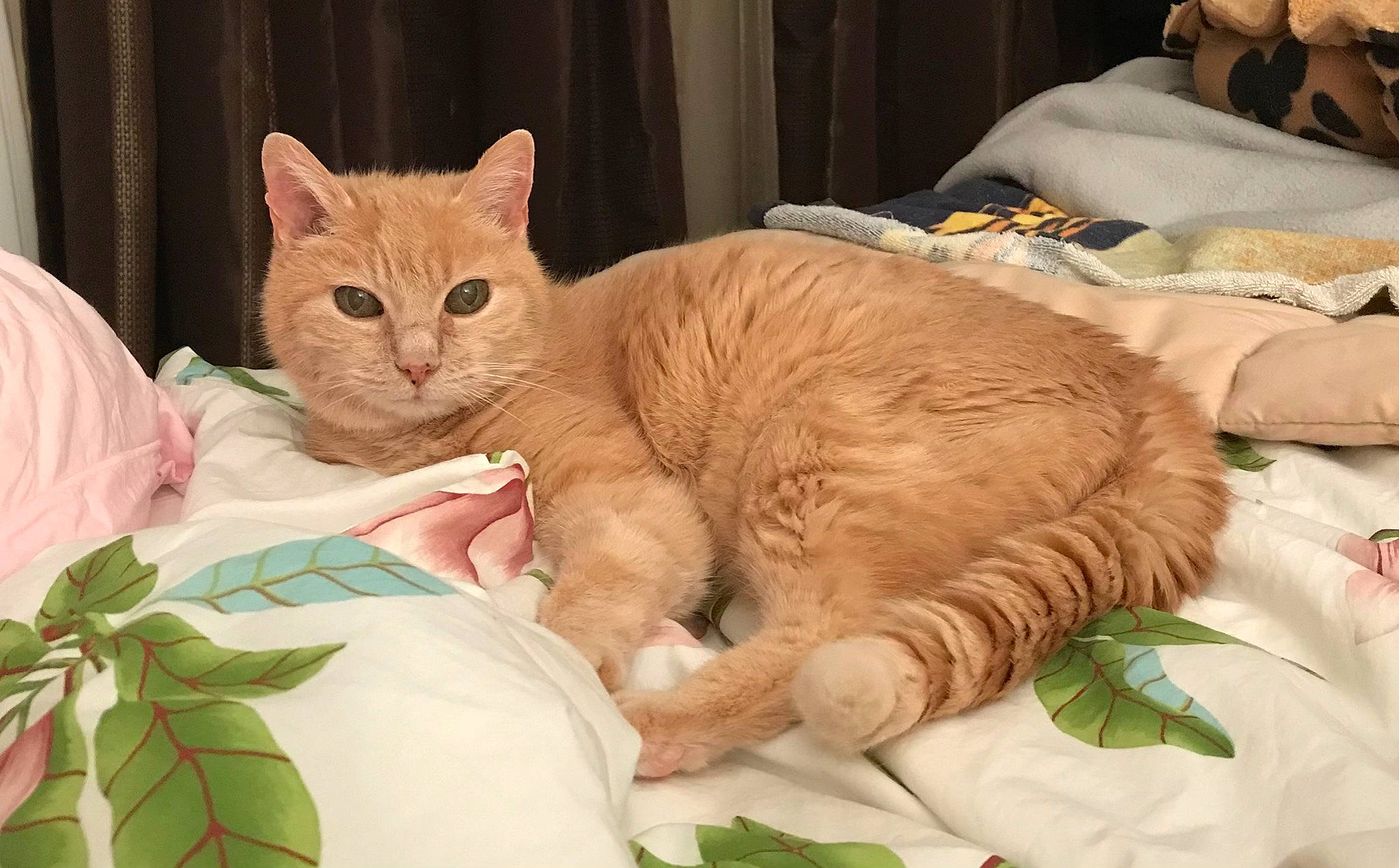 Caramelle a rejoint le concours — aidez-le/la à gagner de superbes lots ! bed, carnivore, cat, cat_bed, cat_supply, claw, comfort, domestic_short_haired_cat, fawn, felidae, fur, linens, paw, pet_supply, small_to_medium_sized_cats, snout, tail, whiskers