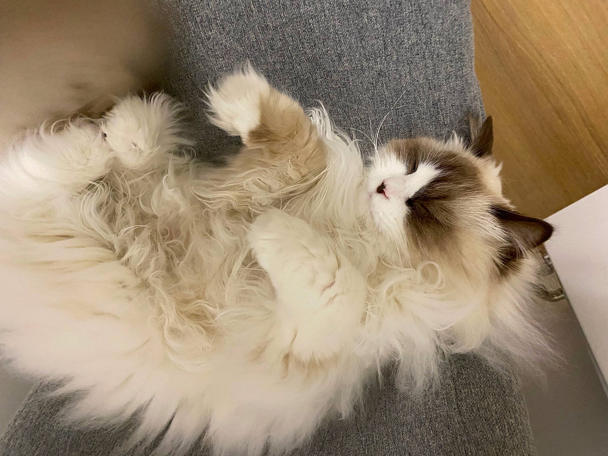 Reyna a rejoint le concours — aidez-le/la à gagner de superbes lots ! british_longhair, carnivore, cat, claw, comfort, companion_dog, dog_breed, fashion_accessory, fawn, felidae, fur, paw, persian, ragdoll, small_to_medium_sized_cats, snout, tail, terrestrial_animal, whiskers