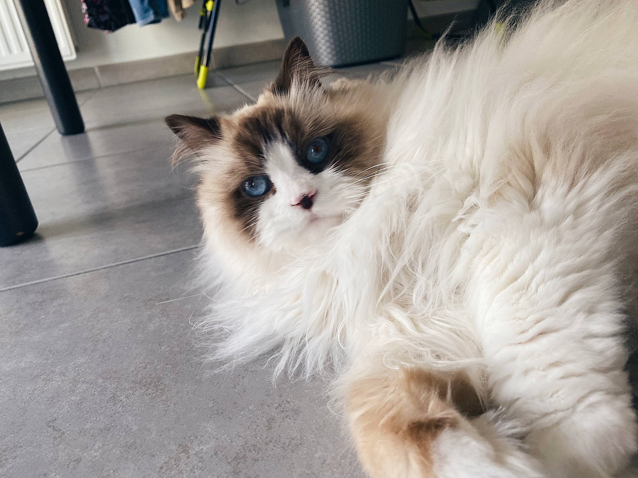 Reyna participe au concours pour gagner de l'argent avec cette photo : carnivore, cat, claw, fawn, felidae, flooring, fur, hardwood, iris, paw, ragdoll, small_to_medium_sized_cats, snout, tail, terrestrial_animal, whiskers