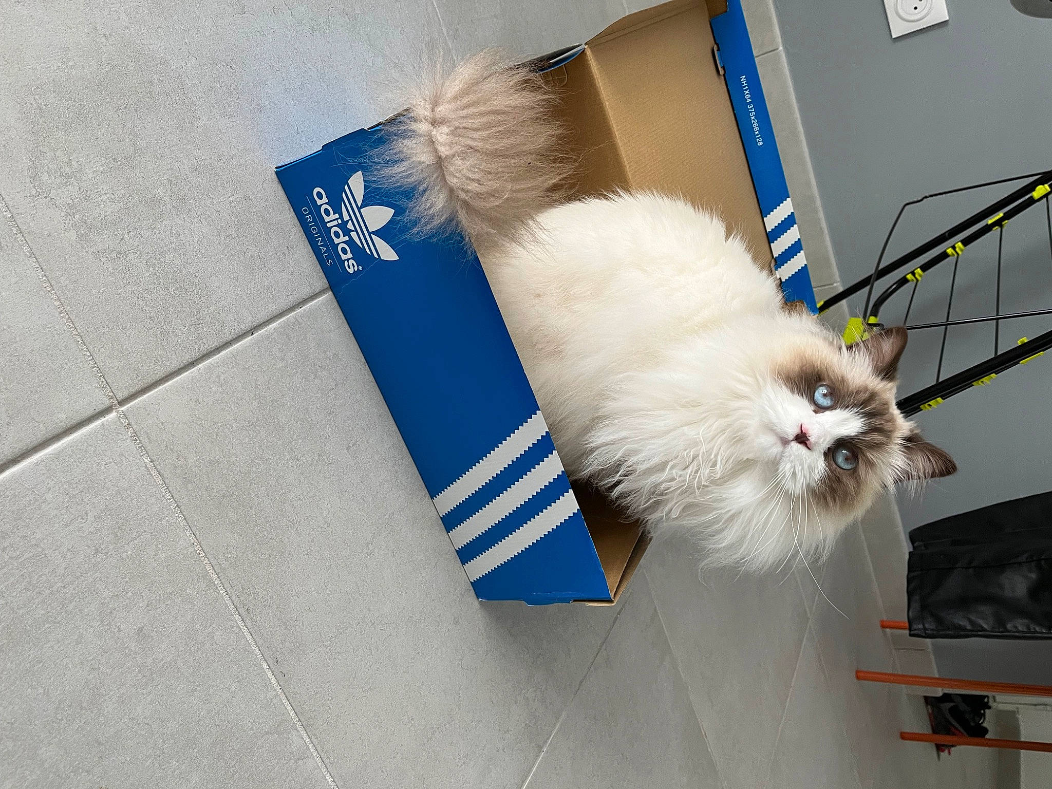Reyna participe au concours pour gagner de l'argent avec cette photo : box, carnivore, cat, electric_blue, event, fashion_accessory, felidae, fur, paw, persian, small_to_medium_sized_cats, snout, tail, whiskers