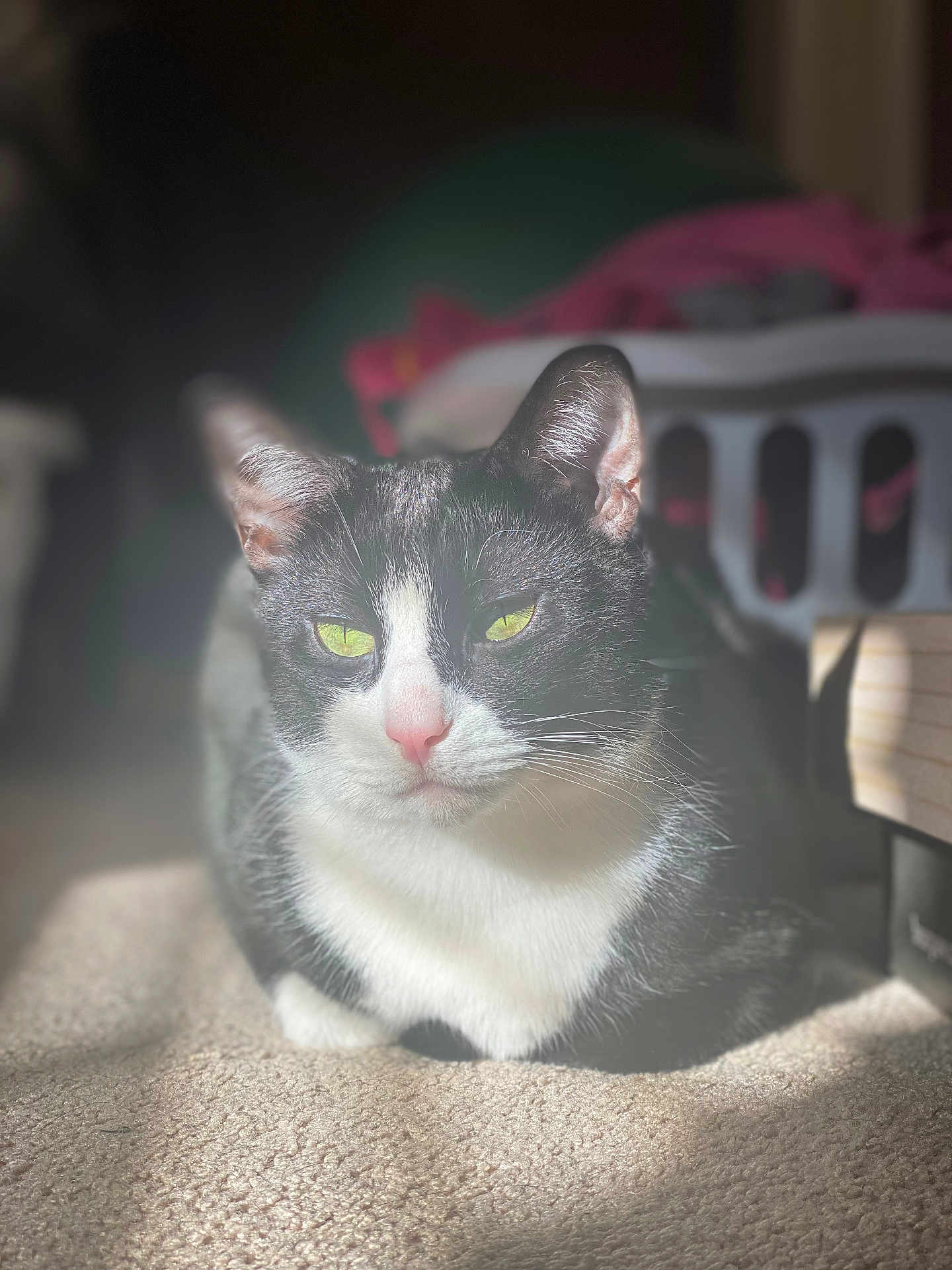 Trumpet is registered to the contest to win money with this photo: cat, black_and_white, green_eyes, carpet, indoor, sunlight, pet, feline, animal, relaxed, domestic, whiskers, pink_nose, laying_down, cozy, household, laundry_basket, soft_light, portrait, close_up