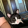 Trumpet is registered to the contest to win money with this photo: cat, black_and_white, pet, animal, sleepy, bed, blanket, person_arm, indoor, furniture, closet, door, calendar, relaxing, whiskers, pink_nose, feline, home, resting, closeup