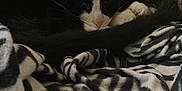 Trumpet is registered to the contest to win money with this photo: cat, tuxedo_cat, black_and_white, sleeping, cozy, blanket, zebra_pattern, furniture, chair, indoor, pet, whiskers, fur, relaxing, cuddled, paws, tail, close_up, resting, domestic_animal