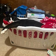 Trumpet is registered to the contest to win money with this photo: cat, black_and_white, laundry_basket, blanket, red_blanket, carpet, toy, plush_toy, sleeping, relaxed, indoor, home, cozy, pet, animal, domestic, feline, resting, blurred_background, white