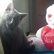 Nalla joined the competition — help win amazing prizes! adorable, animal, blue_surface, cat, cozy, curtain, cute, feline, gray_cat, heart, indoor, kitten, love_message, pet, sitting, soft_toy, stuffed_animal, teddy_bear, tilted_head, young_cat