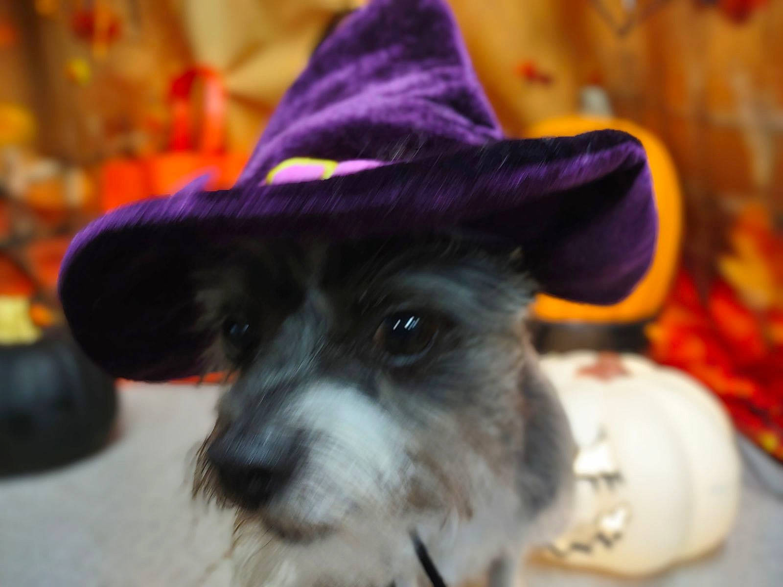 Max is registered to the contest to win money with this photo: carnivore, companion_dog, costume_hat, cowboy_hat, dog, dog_breed, dog_supply, event, fashion_accessory, fedora, fur, hat, magenta, non_sporting_group, snout, sun_hat, toy_dog, whiskers, working_animal