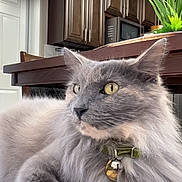 Miss Scarlet is registered to the contest to win money with this photo: bell, cabinet, cat, chandelier, closeup, collar, domestic, fluffy, furniture, grey, home, human_face, indoor, kitchen, pet, plant, portrait, relaxed, table, video_call