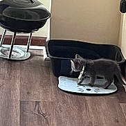 Ketchup is registered to the contest to win money with this photo: animal, black, cat, collar, container, corner, curious, domestic, exploring, floor, furniture, gray, household, indoor, kitten, litter_box, mat, pet, small, wooden_floor