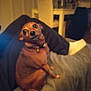 dog, brown_dog, indoor, couch, blanket, furniture, living_room, pet, collar, sitting, blurred, cozy, home, animal, canine, soft_lighting, relaxed, companion, domestic, cute