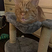 Stella is registered to the contest to win money with this photo: cat, orange_cat, cat_tree, hammock, indoor, furniture, wooden_dresser, pet_toy, floor, cozy, resting, funny_face, whiskers, ears, sleepy, home, domestic_cat, feline, cute, pet