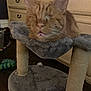 cat, orange_cat, cat_tree, hammock, indoor, furniture, wooden_dresser, pet_toy, floor, cozy, resting, funny_face, whiskers, ears, sleepy, home, domestic_cat, feline, cute, pet