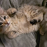 Milo joined the competition — help win amazing prizes! kitten, cat, fluffy, fur, paws, blanket, gray, cute, pet, animal, lying_down, indoor, soft, young, small, whiskers, relaxed, adorable, feline, cozy