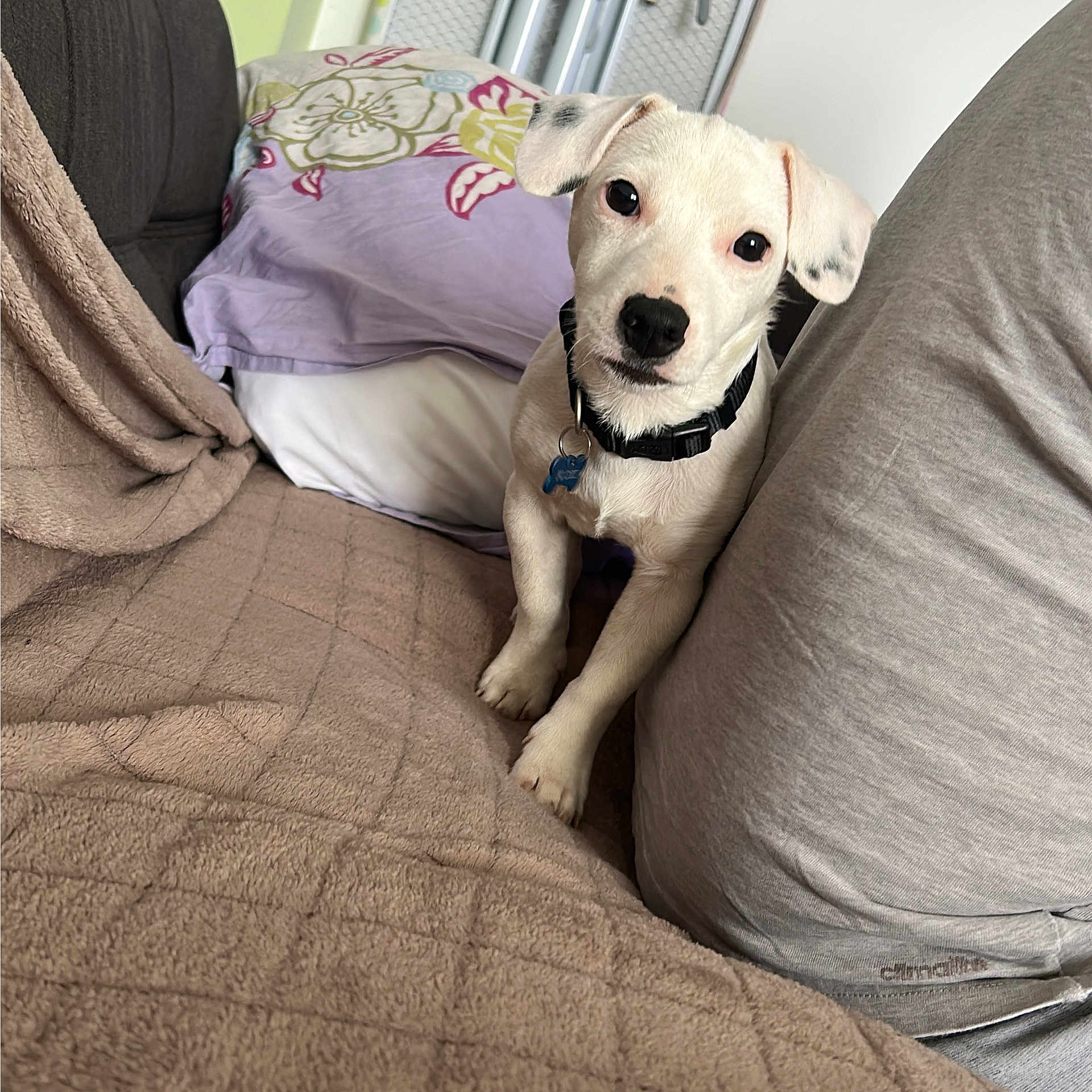 Floki participe au concours pour gagner de l'argent avec cette photo : puppy, dog, white_dog, black_spots, collar, indoor, couch, blanket, pillow, cozy, pet, animal, cute, fur, small_dog, looking_at_camera, sitting, domestic, companion, home