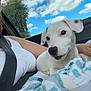 Floki a rejoint le concours — aidez-le/la à gagner de superbes lots ! puppy, dog, blanket, car, seatbelt, person, white_dog, blue_sky, clouds, window, interior, cute, pet, cozy, relaxing, animal, summer, daytime, portrait, young_dog