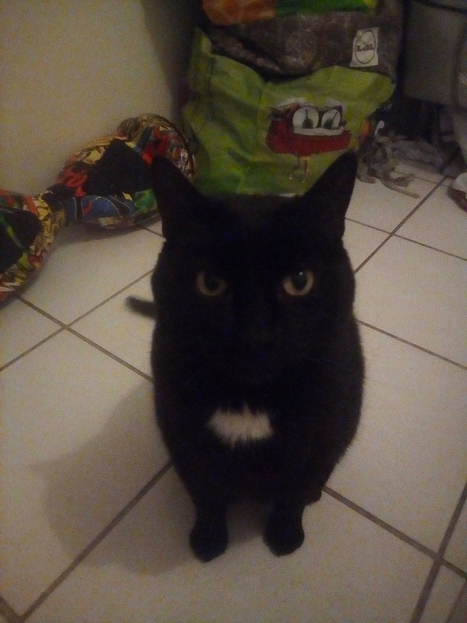 Couscous a rejoint le concours — aidez-le/la à gagner de superbes lots ! bag, black_cat, bombay, carnivore, cat, chair, claw, comfort, domestic_short_haired_cat, felidae, floor, flooring, fur, pattern, small_to_medium_sized_cats, snout, tail, terrestrial_animal, tile_flooring, whiskers