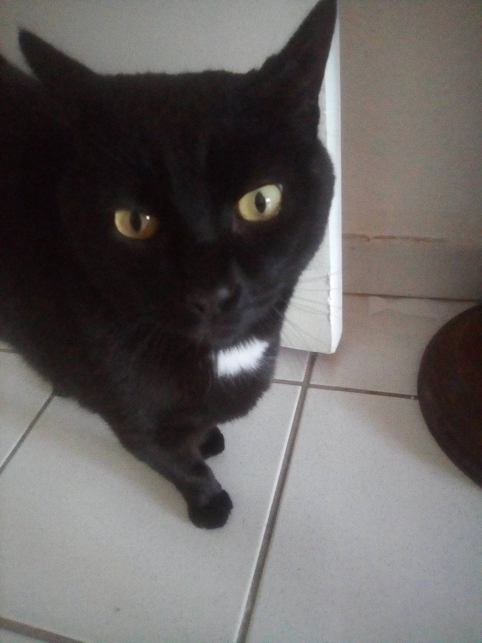 Couscous participe au concours pour gagner de l'argent avec cette photo : black_cat, bombay, carnivore, cat, domestic_short_haired_cat, felidae, flooring, fur, small_to_medium_sized_cats, snout, tail, terrestrial_animal, tile_flooring, whiskers