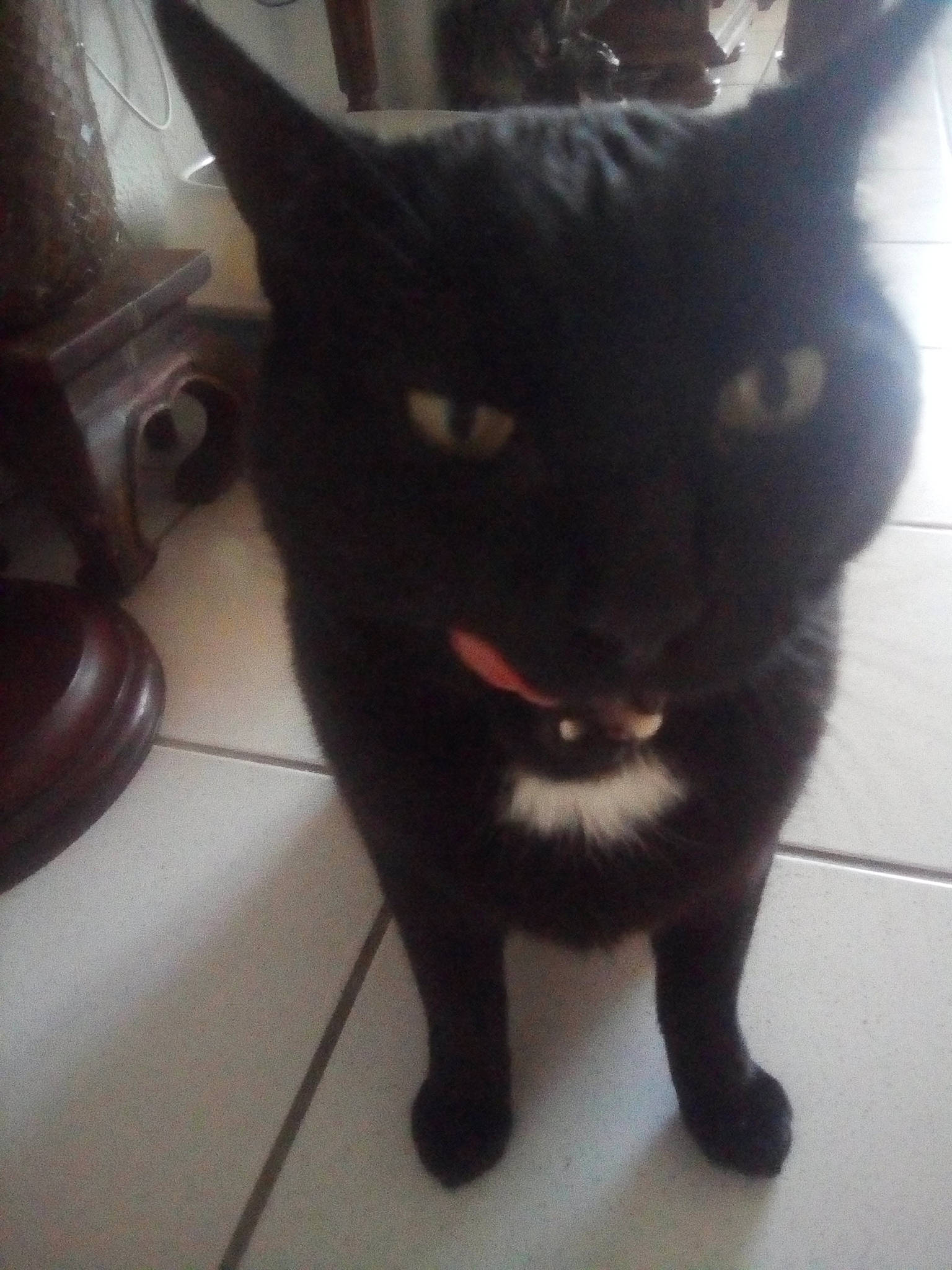 Couscous a rejoint le concours — aidez-le/la à gagner de superbes lots ! black_cat, bombay, carmine, carnivore, cat, claw, domestic_short_haired_cat, felidae, fur, paw, small_to_medium_sized_cats, snout, tail, terrestrial_animal, whiskers