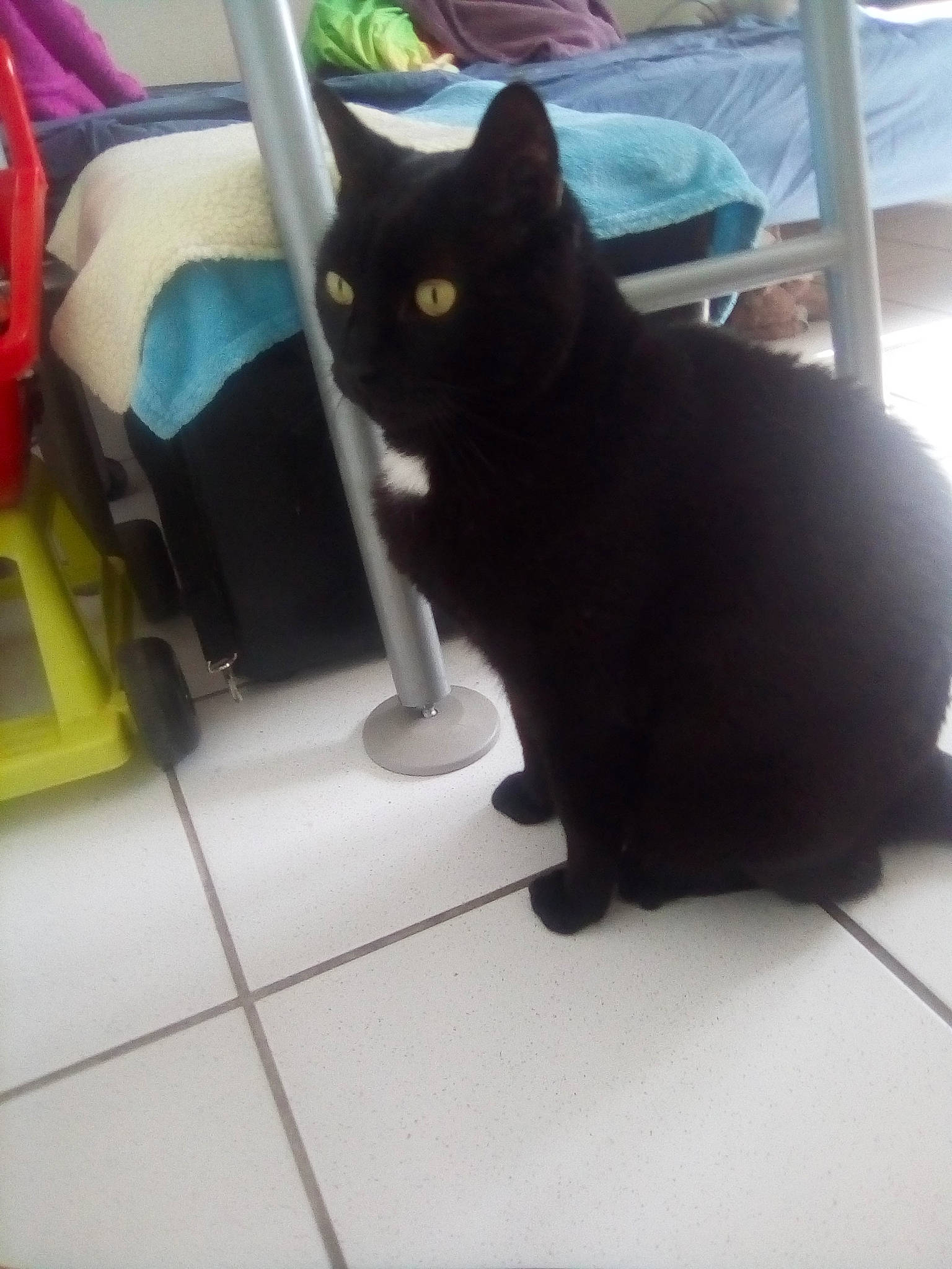 Couscous a rejoint le concours — aidez-le/la à gagner de superbes lots ! black_cat, bombay, carnivore, cat, comfort, domestic_short_haired_cat, felidae, floor, flooring, fur, mammal, metal, plant, rectangle, small_to_medium_sized_cats, snout, tail, tile_flooring, whiskers, window