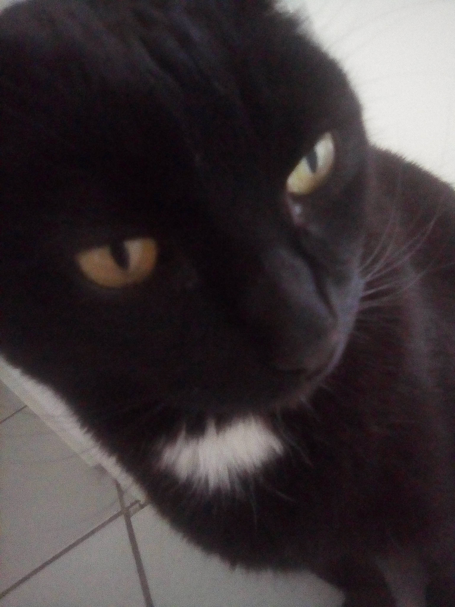 Couscous a rejoint le concours — aidez-le/la à gagner de superbes lots ! black_cat, carnivore, cat, domestic_short_haired_cat, felidae, fur, mammal, plant, small_to_medium_sized_cats, snout, tail, terrestrial_animal, whiskers