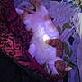 cat, orange_cat, white_cat, sleeping, blanket, patterned_blanket, fabric, cozy, indoor, resting, pet, animal, fur, paw, cute, relaxed, lying_down, home, comfort, soft_lighting