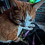 cat, ginger_cat, white_cat, pet, indoor, blanket, furniture, dresser, stickers, television, person_on_tv, ears, whiskers, floor, room, cozy, close_up, animal, mammal, fur