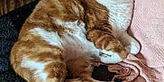 Cornbread is registered to the contest to win money with this photo: cat, orange_cat, white_cat, pet, feline, indoor, cozy, blanket, knitted_throw, relaxed, lounging, fur, whiskers, paw, resting, cute, animal, companion, domestic, sleepy