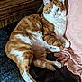 cat, orange_cat, white_cat, pet, feline, indoor, cozy, blanket, knitted_throw, relaxed, lounging, fur, whiskers, paw, resting, cute, animal, companion, domestic, sleepy