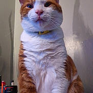 Cornbread joined the competition — help win amazing prizes! cat, orange_cat, white_cat, pet, feline, collar, indoor, close_up, sitting, fur, whiskers, ears, face, animal, domestic_animal, portrait, looking_up, household_items, shadow, wall