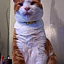 cat, orange_cat, white_cat, pet, feline, collar, indoor, close_up, sitting, fur, whiskers, ears, face, animal, domestic_animal, portrait, looking_up, household_items, shadow, wall