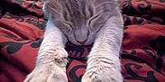 Biddle is registered to the contest to win money with this photo: cat, sleeping, stretching, paws, blanket, red, black, pattern, feline, indoor, relaxed, fur, whiskers, ears, claws, bedroom, furniture, drawer, decor, cozy