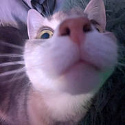 Biddle is registered to the contest to win money with this photo: cat, close_up, whiskers, nose, curious, indoor, pet, feline, face, fur, ears, animal, portrait, close, wide_eyes, domestic, looking_up, soft_texture, cute, funny