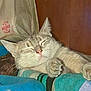 Biddle is registered to the contest to win money with this photo: cat, sleeping, cozy, indoor, feline, relaxed, patchwork_blanket, paw, close_up, resting, cute, fur, whiskers, pink_nose, home, comfort, animal, pet, calm, soft