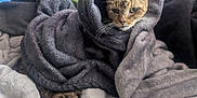 Sucre is registered to the contest to win money with this photo: cat, blanket, cozy, fur, pet, animal, indoor, resting, snug, gray, soft, wrapped, curious, whiskers, face, relaxing, domestic, cute, warm, comfort