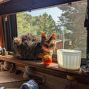 Sucre is registered to the contest to win money with this photo: cat, tabby, windowsill, tomato, figurine, window, screen, greenery, sunlight, indoor, decor, plant, wood, pet, animal, kitchen, daylight, feline, resting, nature_view