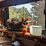 cat, tabby, windowsill, tomato, figurine, window, screen, greenery, sunlight, indoor, decor, plant, wood, pet, animal, kitchen, daylight, feline, resting, nature_view