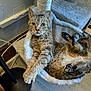 Sucre is registered to the contest to win money with this photo: cat, tabby, pet, animal, feline, indoor, cozy, cat_tree, hammock, relaxed, stretching, paw, fur, whiskers, home, floor, wall, cable, lamp, resting