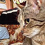 Sucre is registered to the contest to win money with this photo: cat, tabby_cat, close_up, indoor, furniture, couch, blanket, striped_blanket, floral_pattern, pet, whiskers, fur, animal, eye, side_view, domestic_cat, cozy, living_room, household, mammal