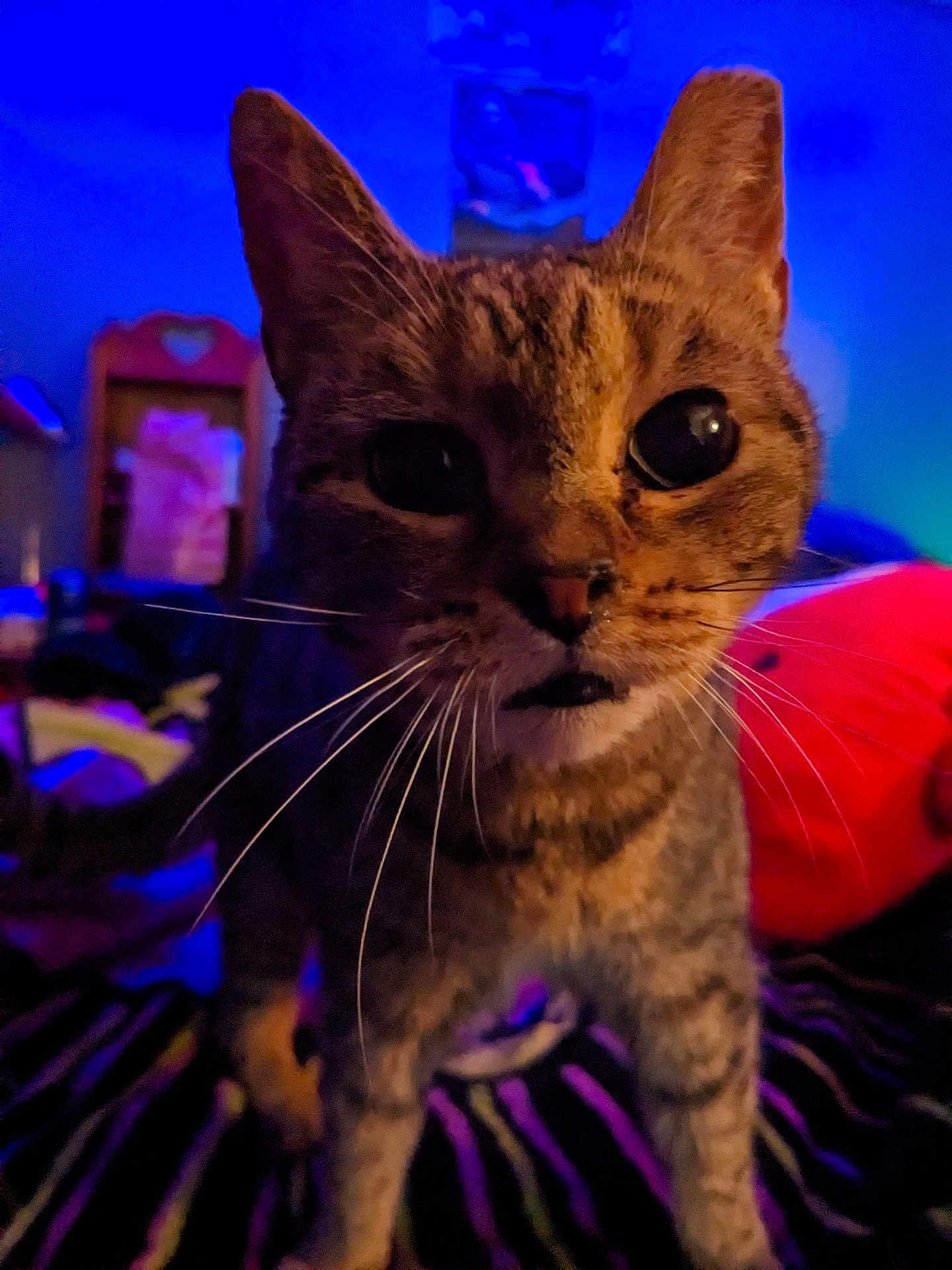 Sucre joined the competition — help win amazing prizes! cat, tabby, whiskers, close_up, indoor, pet, animal, striped, feline, curious, eyes, face, fur, mammal, bedroom, colorful, soft_lighting, background, cozy, domestic